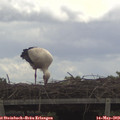 11_55-mast.jpg