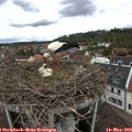 11_55-nest.jpg