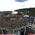 12_00-nest.jpg