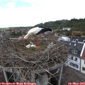 12_05-nest.jpg