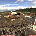 12_10-nest.jpg
