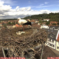 12_15-nest.jpg