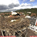 12_20-nest.jpg