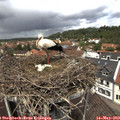 12_25-nest.jpg