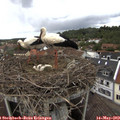 12_30-nest.jpg