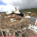 12_35-nest.jpg