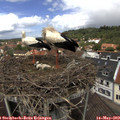 12_40-nest.jpg