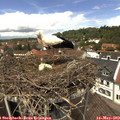12_50-nest.jpg