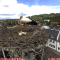 12_55-nest.jpg