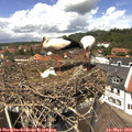 13_00-nest.jpg