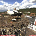 13_05-nest.jpg