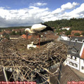 13_10-nest.jpg