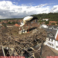 13_15-nest.jpg
