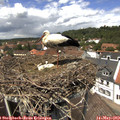 13_20-nest.jpg