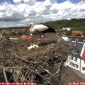 13_25-nest.jpg