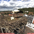 13_30-nest.jpg