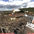 13_35-nest.jpg