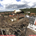 13_40-nest.jpg