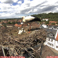 13_45-nest.jpg