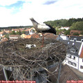 13_50-nest.jpg
