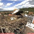 13_55-nest.jpg