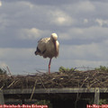 14_00-mast.jpg