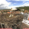 14_00-nest.jpg