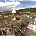 14_05-nest.jpg