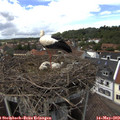 14_10-nest.jpg