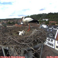 14_20-nest.jpg