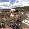 14_30-nest.jpg
