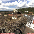 14_35-nest.jpg