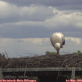 14_40-mast.jpg