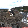 14_40-nest.jpg