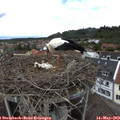 14_45-nest.jpg