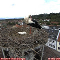 14_50-nest.jpg