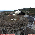 14_55-nest.jpg