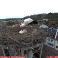 15_00-nest.jpg