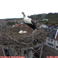 15_05-nest.jpg