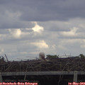 15_10-mast.jpg