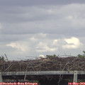 15_15-mast.jpg