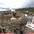 15_20-nest.jpg