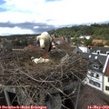 15_25-nest.jpg