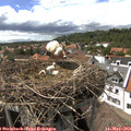15_30-nest.jpg