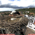 15_35-nest.jpg
