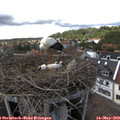 15_40-nest.jpg