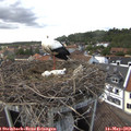 15_45-nest.jpg