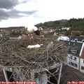 15_50-nest.jpg