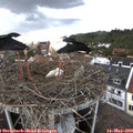 15_55-nest.jpg