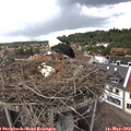 16_00-nest.jpg